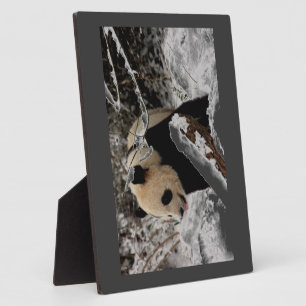 Plaque Photo Ours panda