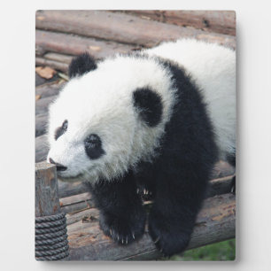 Plaque Photo ours panda ours personnalisé personnaliser Anniver