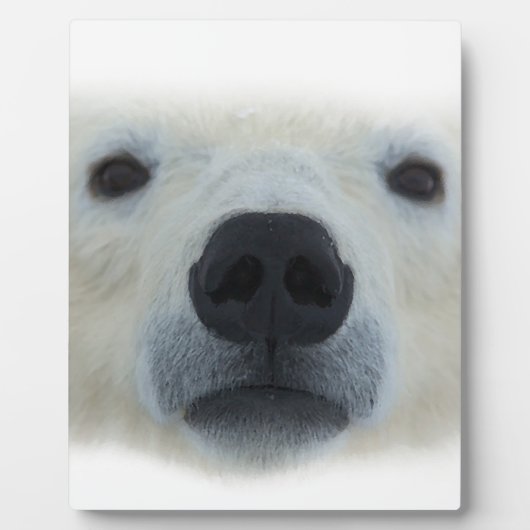 Plaque Photo Ours polaire (Devant)