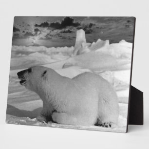 Plaque Photo Ours polaire vintage de l'Alaska 1970