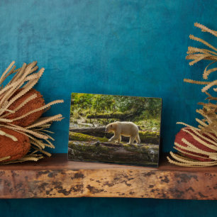 Plaque Photo Ours Spirit Blanc Chasse