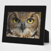 Plaque Photo Owl Eyes (Côté)