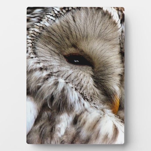 PLAQUE PHOTO OWLS (Devant)