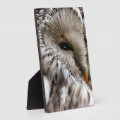 PLAQUE PHOTO OWLS (Côté)