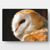 PLAQUE PHOTO OWLS (Devant)