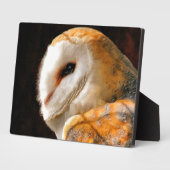 PLAQUE PHOTO OWLS (Côté)