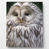 PLAQUE PHOTO OWLS (Devant)