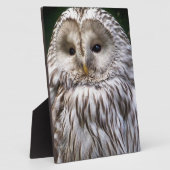 PLAQUE PHOTO OWLS (Côté)