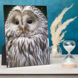 PLAQUE PHOTO OWLS