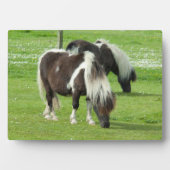 Plaque Photo Paint Ponts Purebred Shetland (Devant)