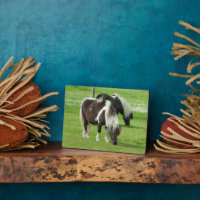 Paint Ponts Purebred Shetland