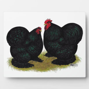 Plaque Photo Paire de Cochins Black Bantam
