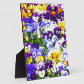 Plaque Photo Pansies (Côté)