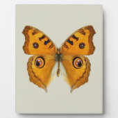 Plaque Photo Papillon Argus de prairie (Devant)