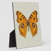 Plaque Photo Papillon Argus de prairie (Côté)