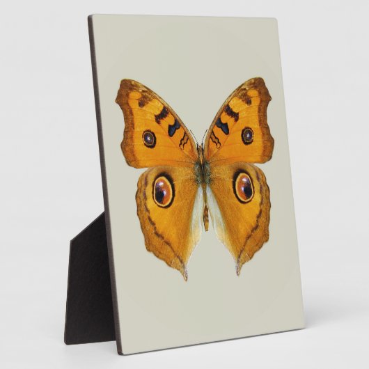 Plaque Photo Papillon Argus de prairie (Côté)