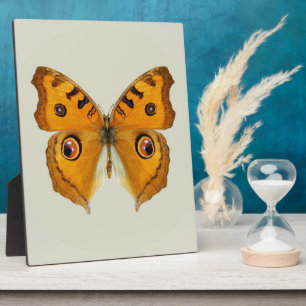 Plaque Photo Papillon Argus de prairie