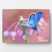 Plaque Photo Papillon Azure (Devant)