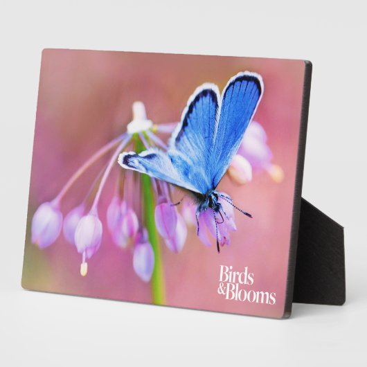 Plaque Photo Papillon Azure (Côté)