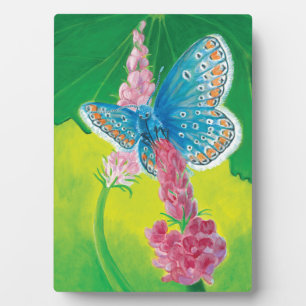 Plaque Photo Papillon bleu de Chapmans (thersites en polyommatu