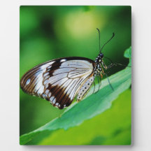 Papillon Brown foncé et gris