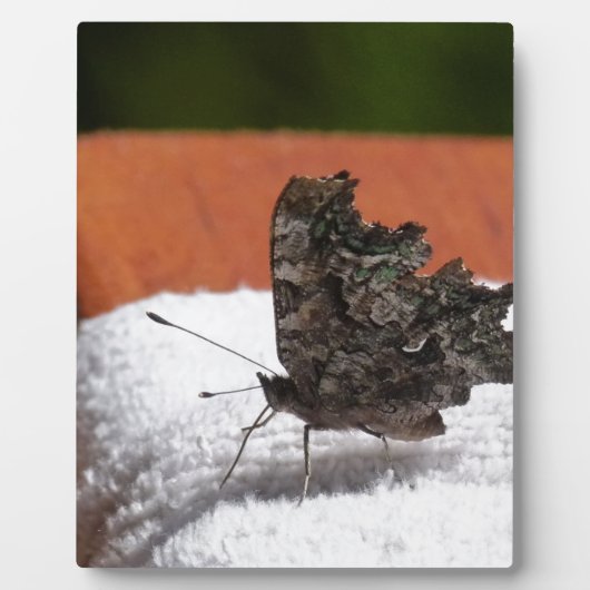 Plaque Photo Papillon camouflage foncé (Devant)