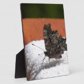 Plaque Photo Papillon camouflage foncé (Côté)