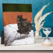 Plaque Photo Papillon camouflage foncé (Côté)