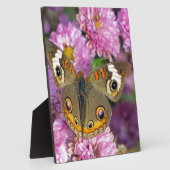 Plaque Photo Papillon commun (Côté)