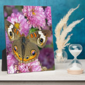 Plaque Photo Papillon commun (Côté)