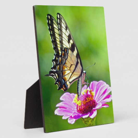 Plaque Photo Papillon de queue de tigre (Côté)
