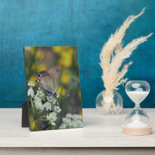 Plaque Photo Papillon d'hespérie sur une fleur