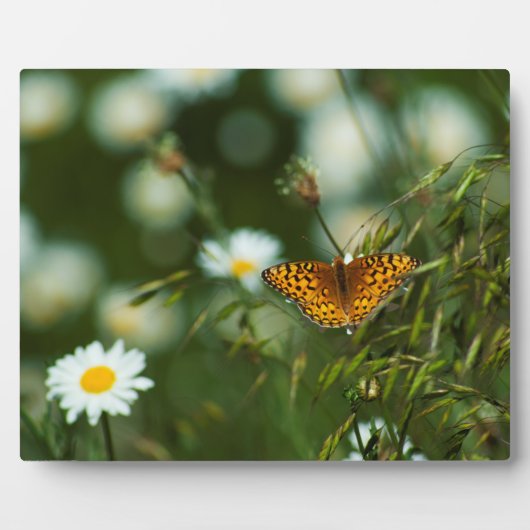 Plaque Photo Papillon Fritillaire du Pacifique (Devant)