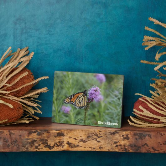 Plaque Photo Papillon monarque (Côté)