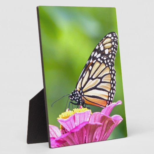 Plaque Photo Papillon monarque (Côté)