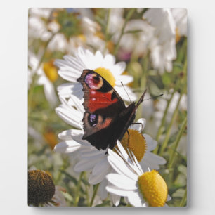 Plaque Photo Papillon noir violet rouge sur les marguerites