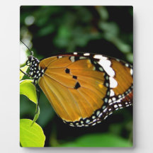 Papillon orange, noir et blanc sur feuille