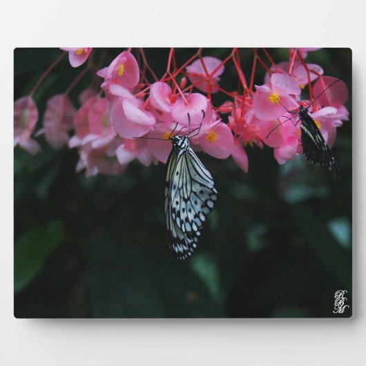 Plaque Photo Papillon suspendu aux fleurs (Devant)