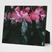 Plaque Photo Papillon suspendu aux fleurs (Côté)