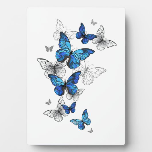 Plaque Photo Papillons volants bleus Morpho (Devant)