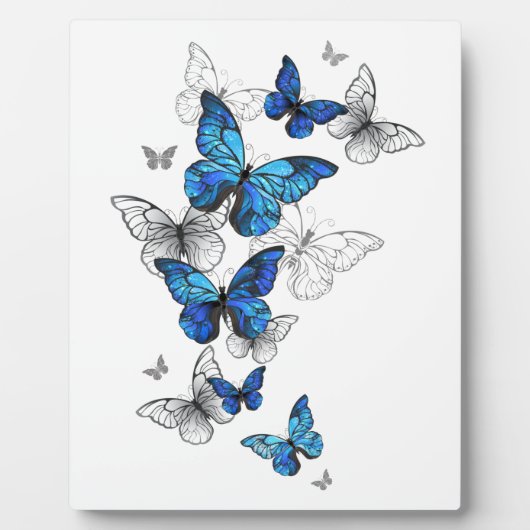 Plaque Photo Papillons volants bleus Morpho (Devant)