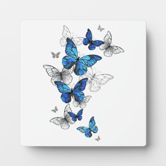 Plaque Photo Papillons volants bleus Morpho (Devant)