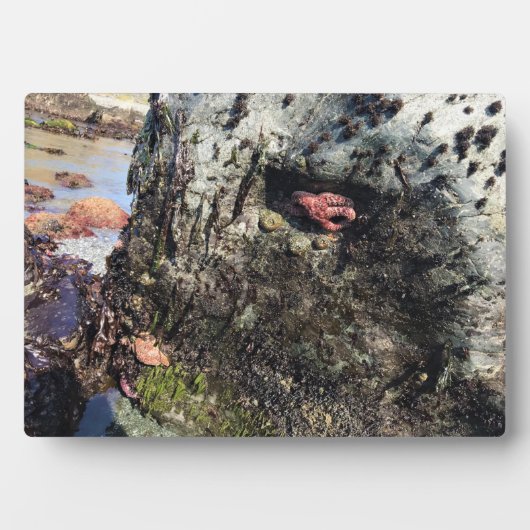 Plaque Photo Parc Rock State de Sisters (Devant)