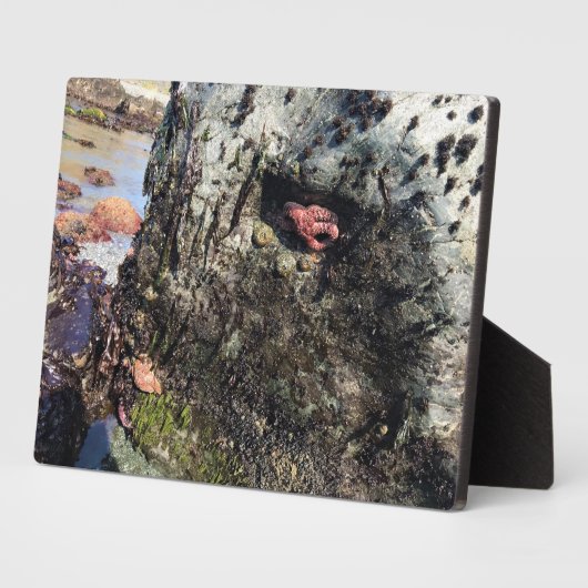 Plaque Photo Parc Rock State de Sisters (Côté)