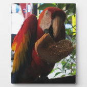 Plaque Photo Parrot Macaw Scarlet Manger Toast (Devant)