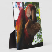 Plaque Photo Parrot Macaw Scarlet Manger Toast (Côté)