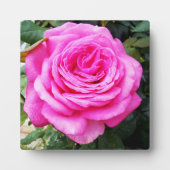 Plaque Photo Passion rose, (Devant)