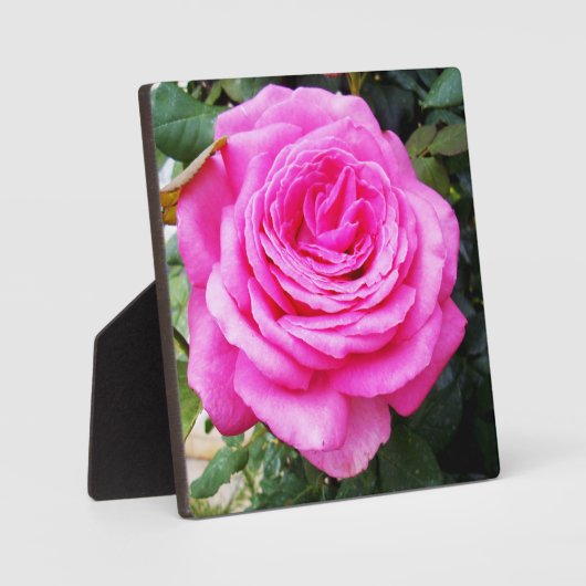 Plaque Photo Passion rose, (Recto)