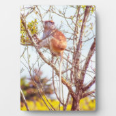 Plaque Photo Patas est au sommet d'un arbre (Devant)