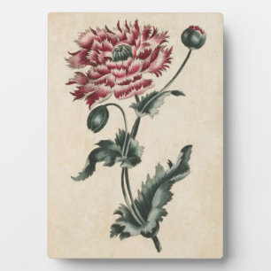 Plaque Photo Pavot vintage botanique floral